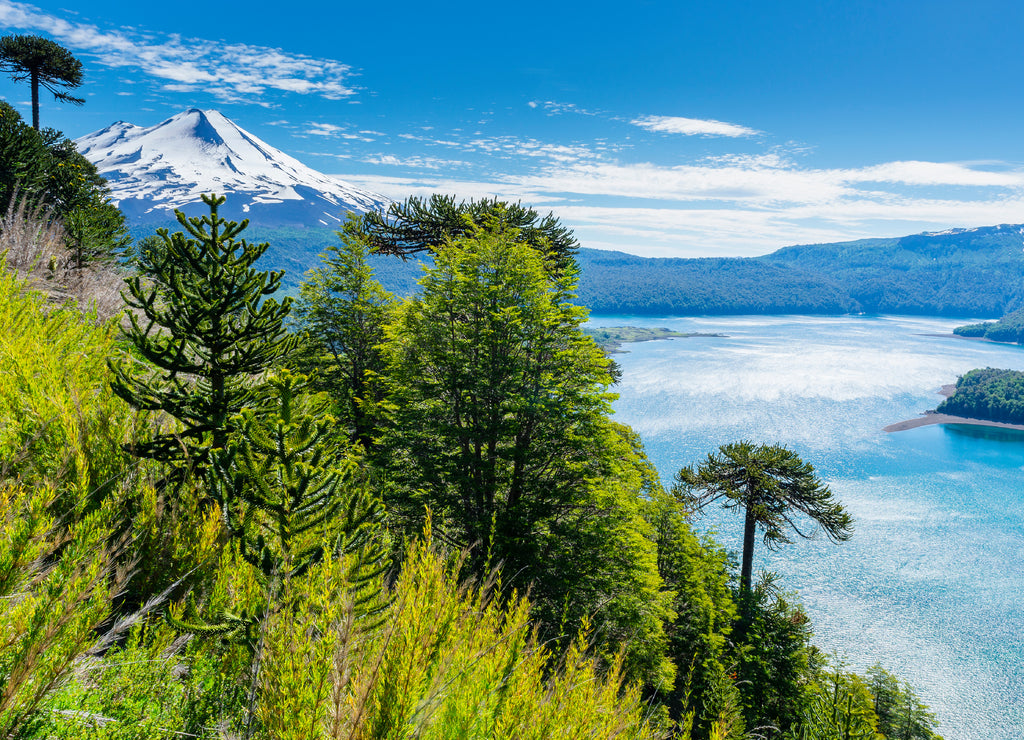 Araucaria forest in Conguillio National Park, Chile