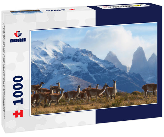 Herd of Guanaco (Lama guanicoe) grazing on a hillside in Torres del Paine National Park in the Magallanes region of southern Chile