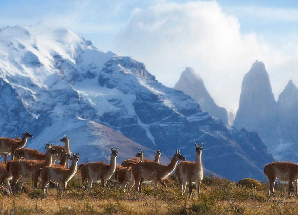 Herd of Guanaco (Lama guanicoe) grazing on a hillside in Torres del Paine National Park in the Magallanes region of southern Chile