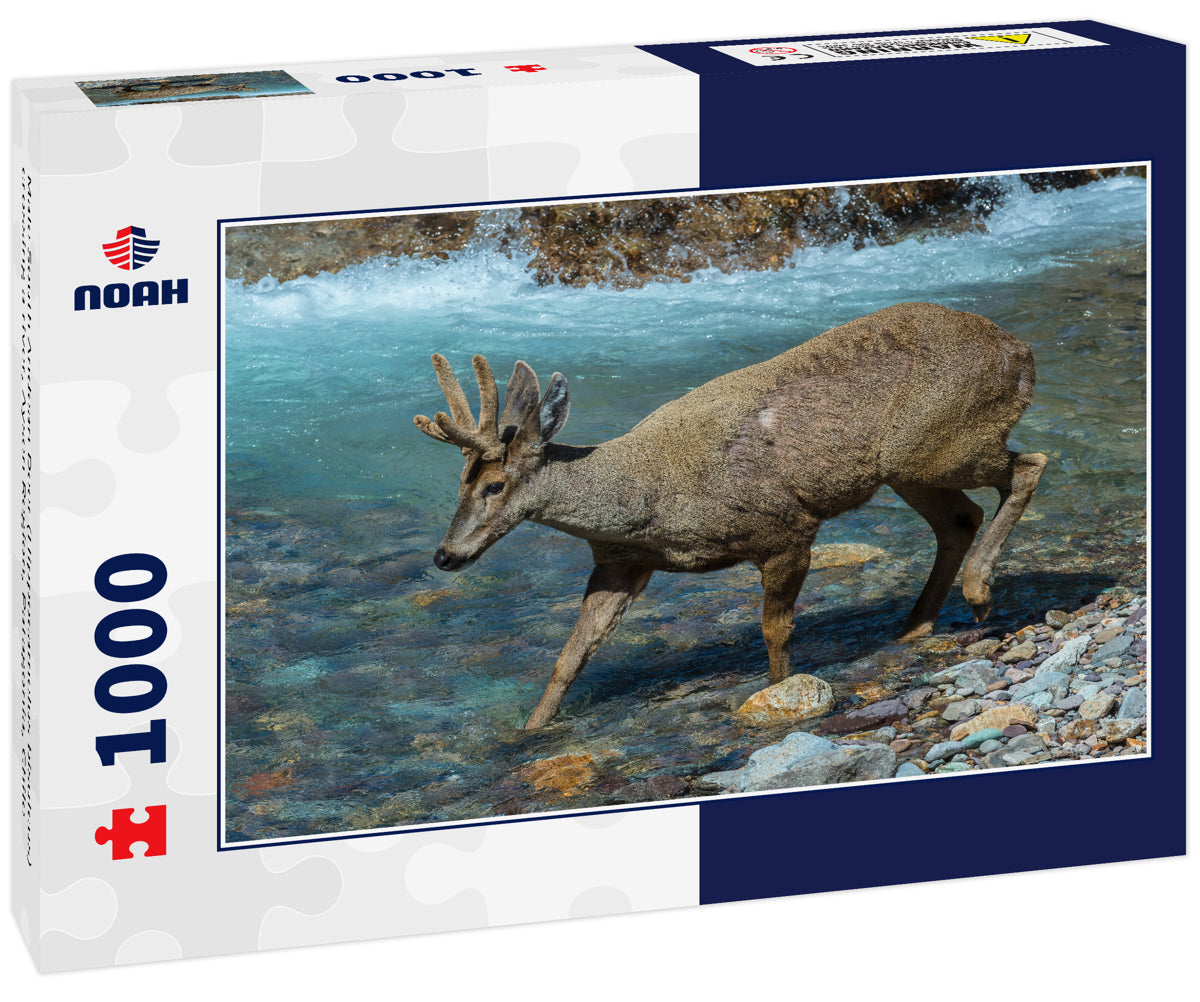 Male South Andean Deer (Hippocamelus bisulcus) crossing a river, Aysen Region, Patagonia, Chile