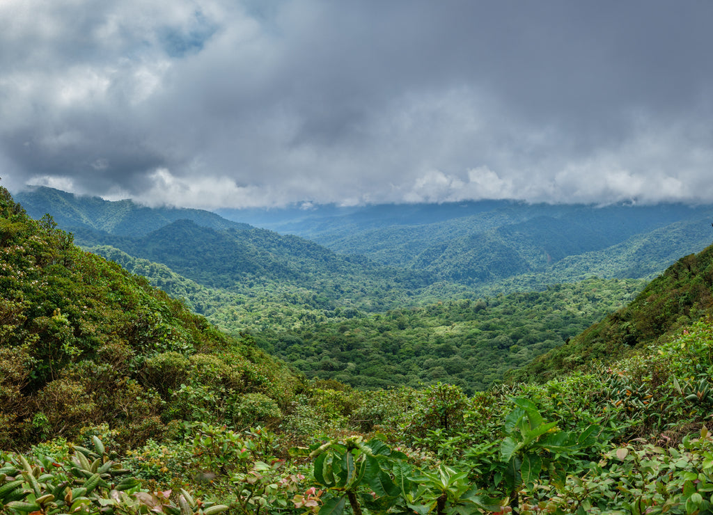 Cloud forest covering Bosque Nuboso Monteverde, Costa Rica