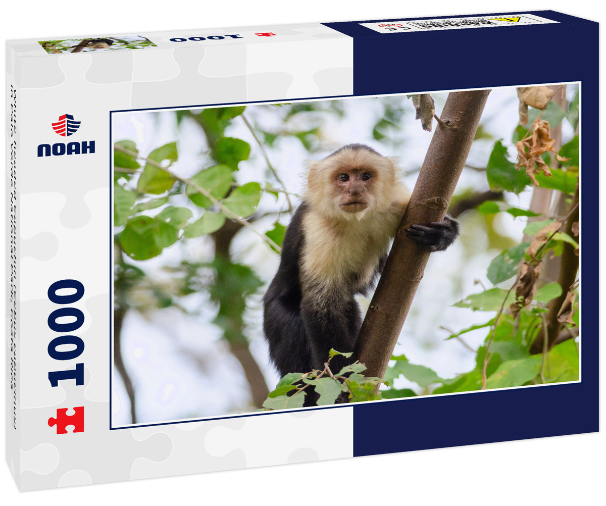 White-headed Capuchin (Cebus capucinus) in Palo Verde National Park, Costa Rica