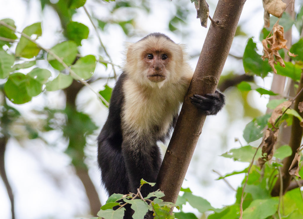 White-headed Capuchin (Cebus capucinus) in Palo Verde National Park, Costa Rica