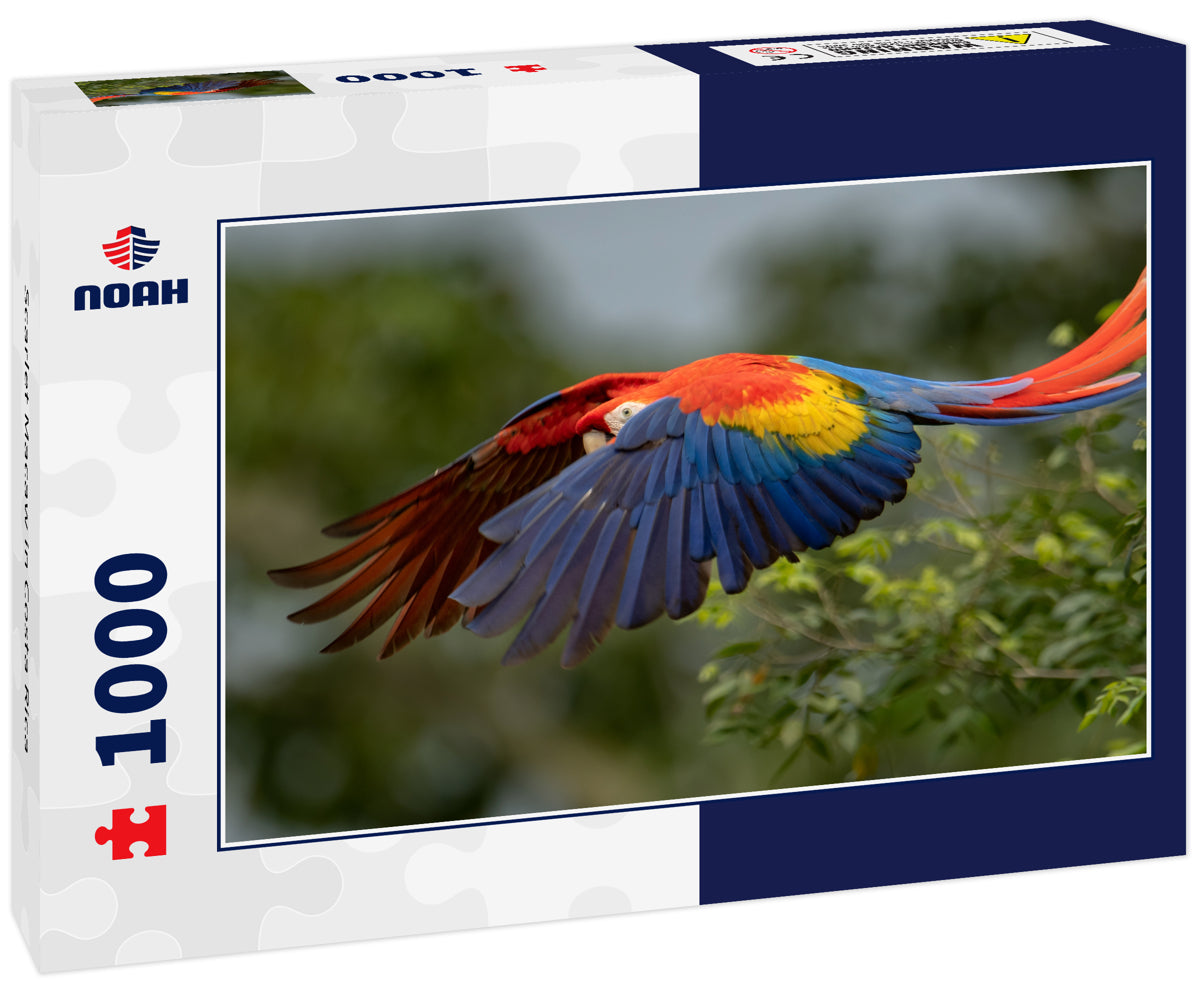 Scarlet Macaw in Costa Rica