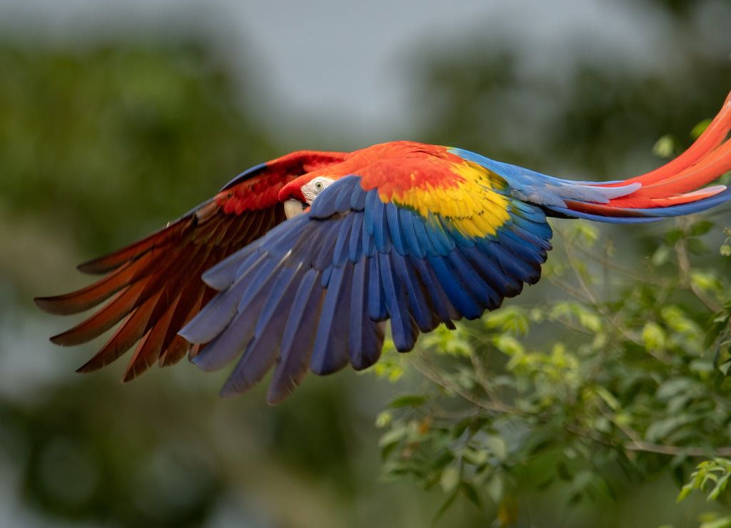 Scarlet Macaw in Costa Rica