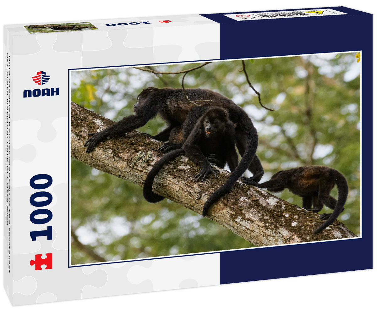 Wild mantled howler monkey in the rainforest of Carara National Park in Costa Rica