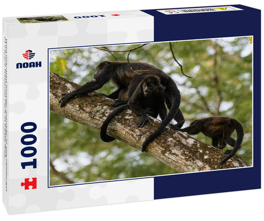 Wild mantled howler monkey in the rainforest of Carara National Park in Costa Rica