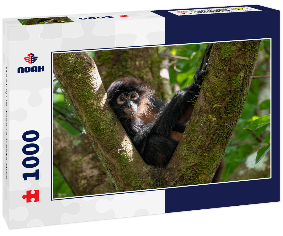 Monkey in Tree in Costa Rica