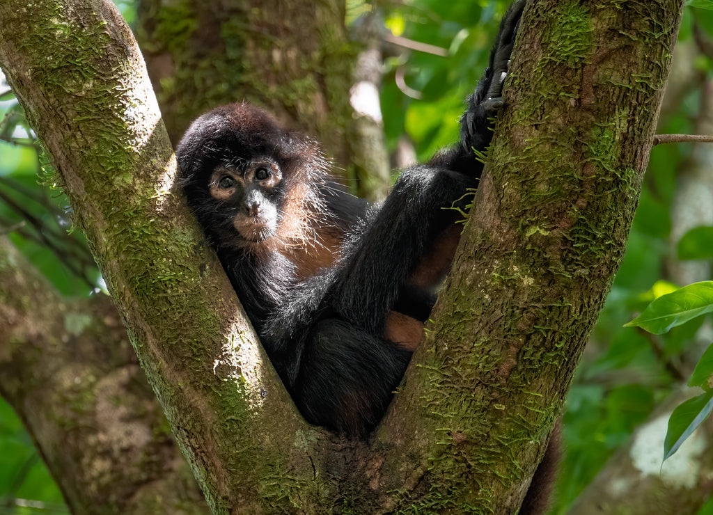 Monkey in Tree in Costa Rica