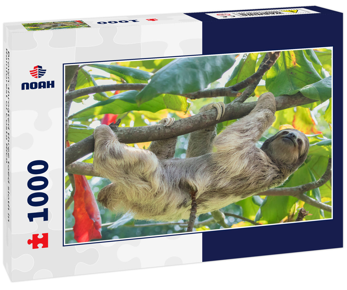 Brown-throated three toed sloth in Rainforest of Costa Rica