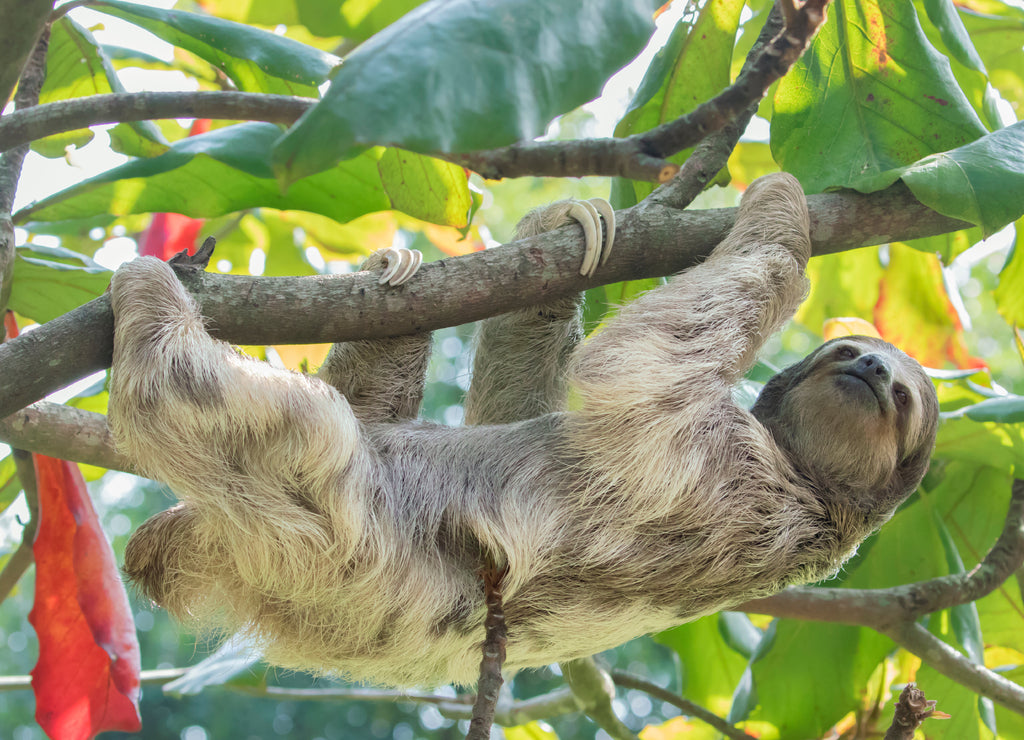 Brown-throated three toed sloth in Rainforest of Costa Rica
