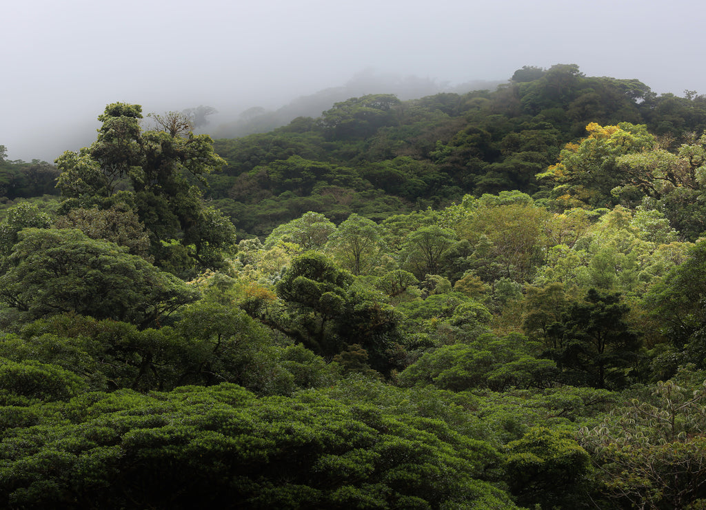 The Landscape of the Monteverde raining forest, Costa Rica