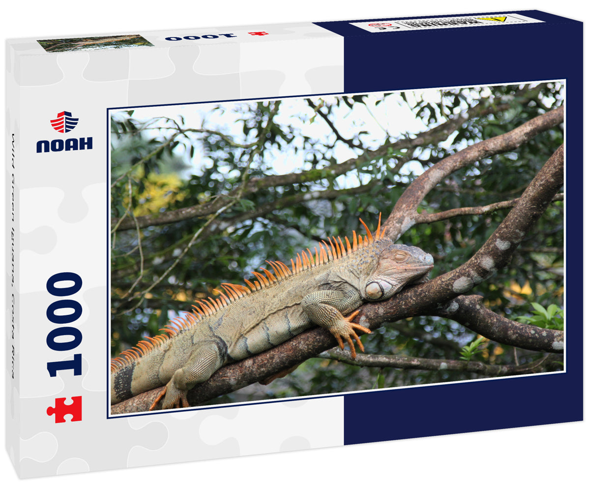 Wild Green Iguana, Costa Rica