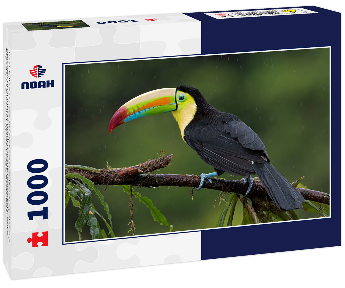 Keel-billed toucan (Ramphastos sulfuratus), closeup perched on a mossy branch in the rainforests, Boca Tapada, Laguna de Lagarto Lodge, Costa Rica