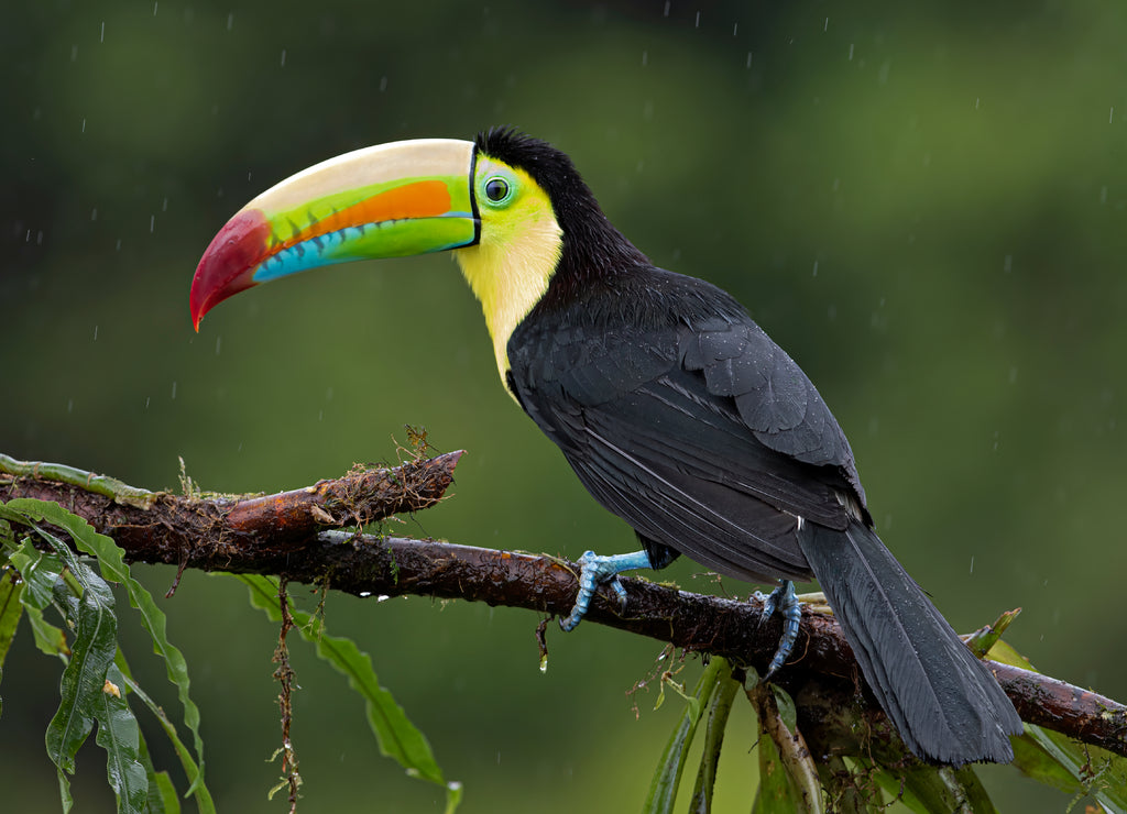 Keel-billed toucan (Ramphastos sulfuratus), closeup perched on a mossy branch in the rainforests, Boca Tapada, Laguna de Lagarto Lodge, Costa Rica