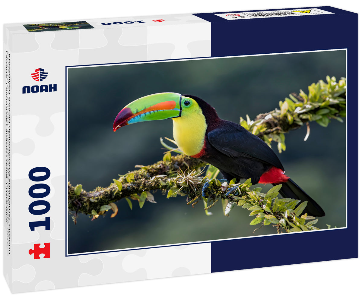 Keel-billed toucan (Ramphastos sulfuratus), closeup perched on a mossy branch in the rainforests, Boca Tapada, Laguna de Lagarto Lodge, Costa Rica