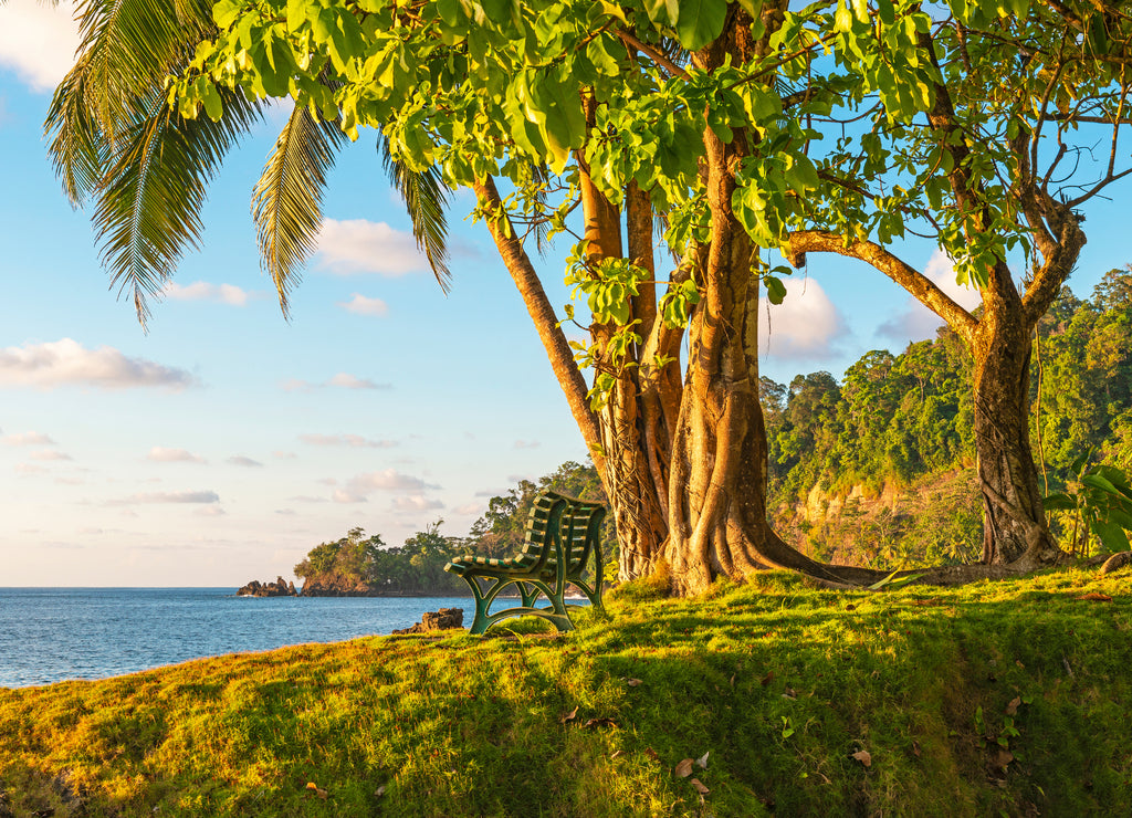 An empty bench under a tropical tree at sunset in front of the Pacific Ocean by humid rainforest, Corcovado national park, Osa Peninsula, Costa Rica