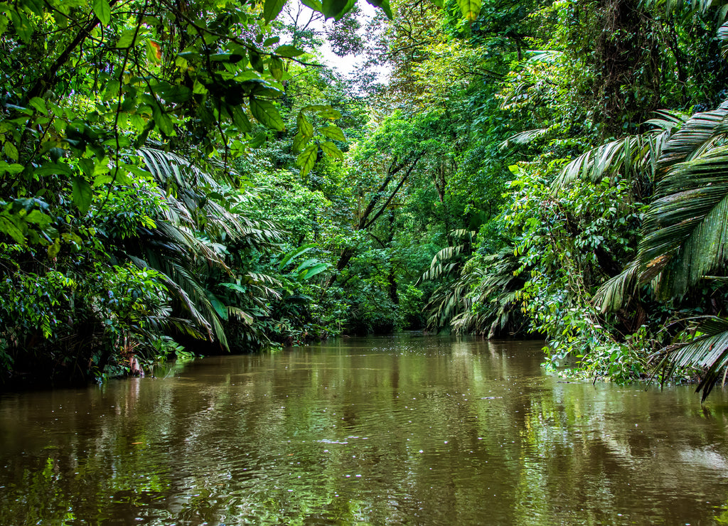 Beautiful lush green tropical forest jungle scenery seen from a boat in Tortuguero National Park in Costa Rica