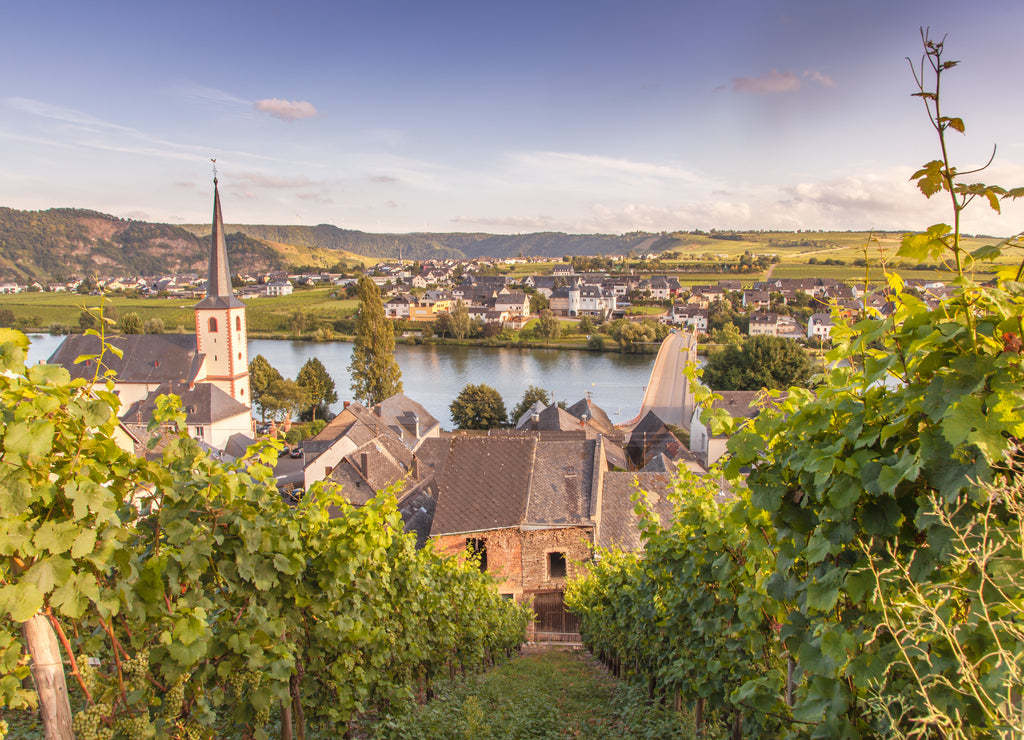 view on Moselle and vineyards in Germany Piesport