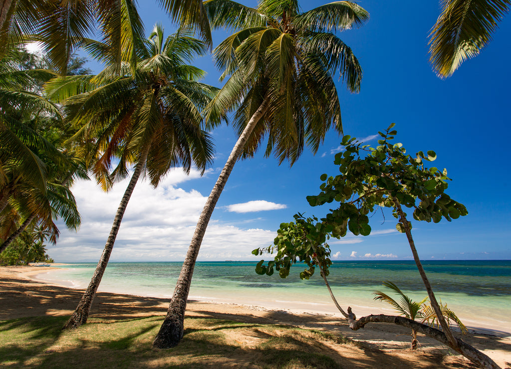 Paradise beach with white sand, palm trees and blue water of Atlantic Ocean, Las Terrenas, Samana, Dominican Republic