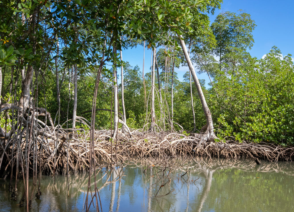 Mangrove forest in National Park los Haitises Dominican Republic, River through mangrove forest with many mangrove trees on sunny day