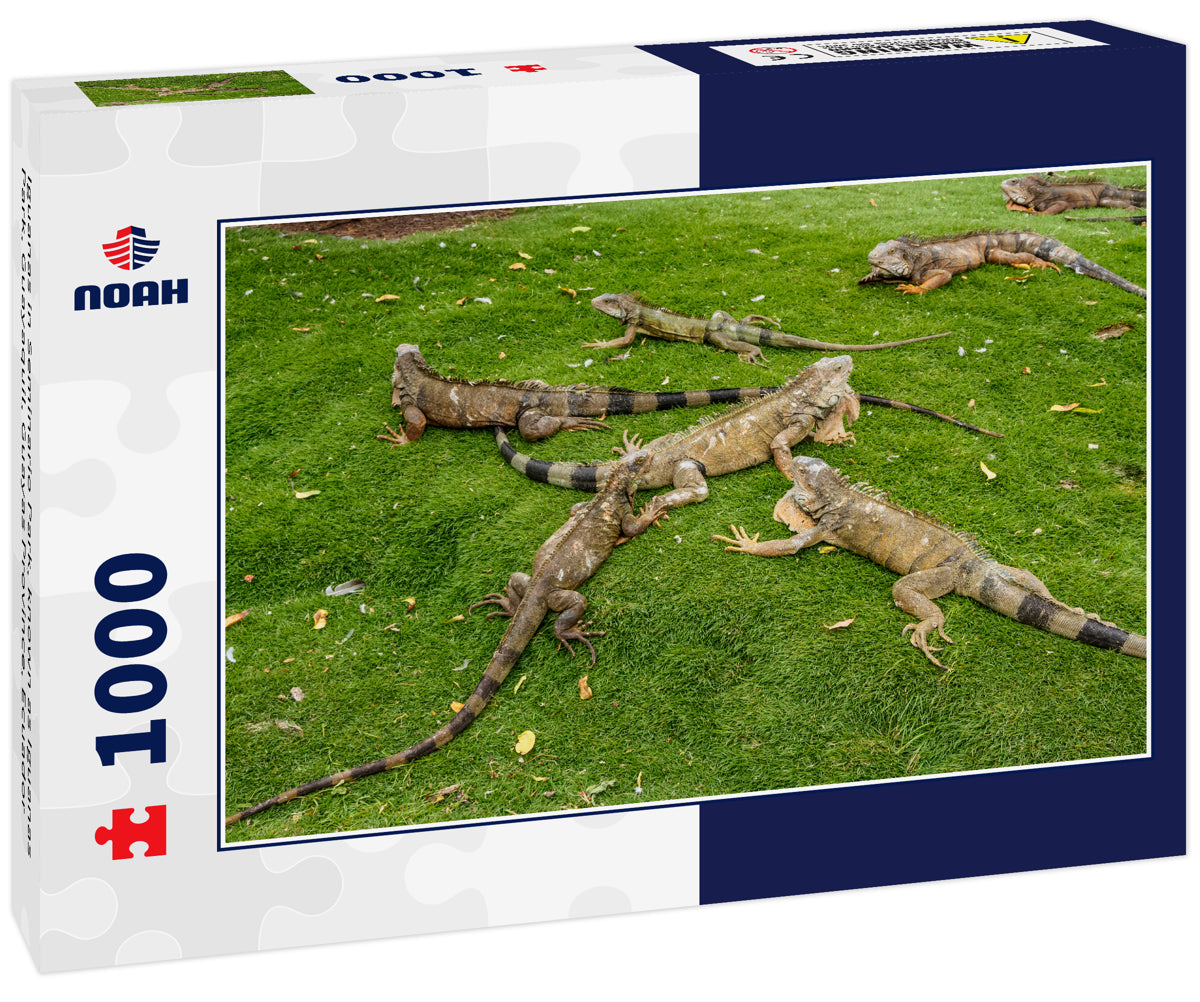 Iguanas in Seminario Park, known as Iguanas Park, Guayaquil, Guayas Province, Ecuador