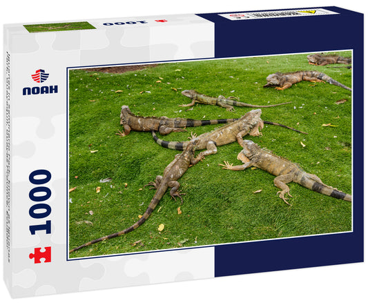 Iguanas in Seminario Park, known as Iguanas Park, Guayaquil, Guayas Province, Ecuador