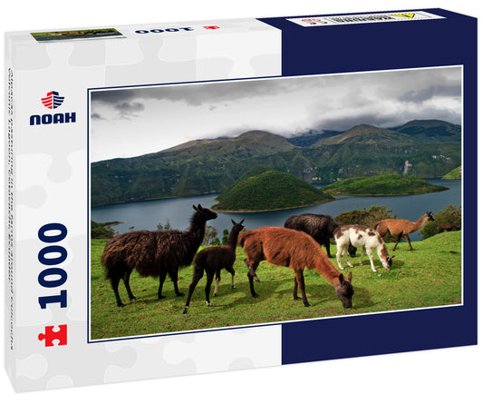 Alpacas pasturing in the farms around Cuicocha Volcanic Lagoon, Cotacachi, Ecuador