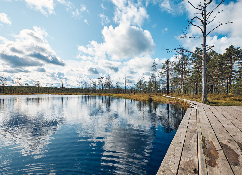 The Landscape around Viru bog, Lahemaa National Park, Estonia