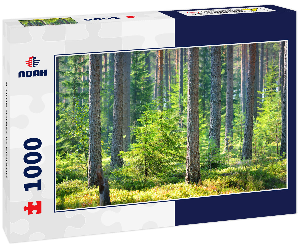 A pine forest in Finland