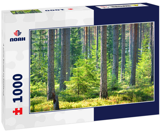 A pine forest in Finland