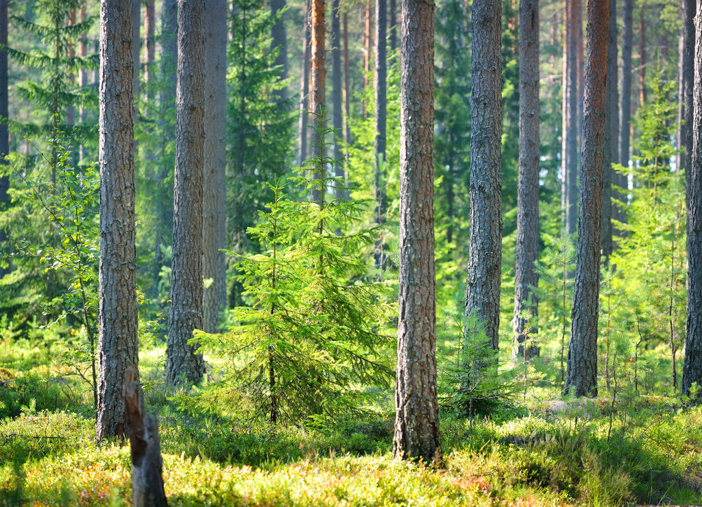 A pine forest in Finland