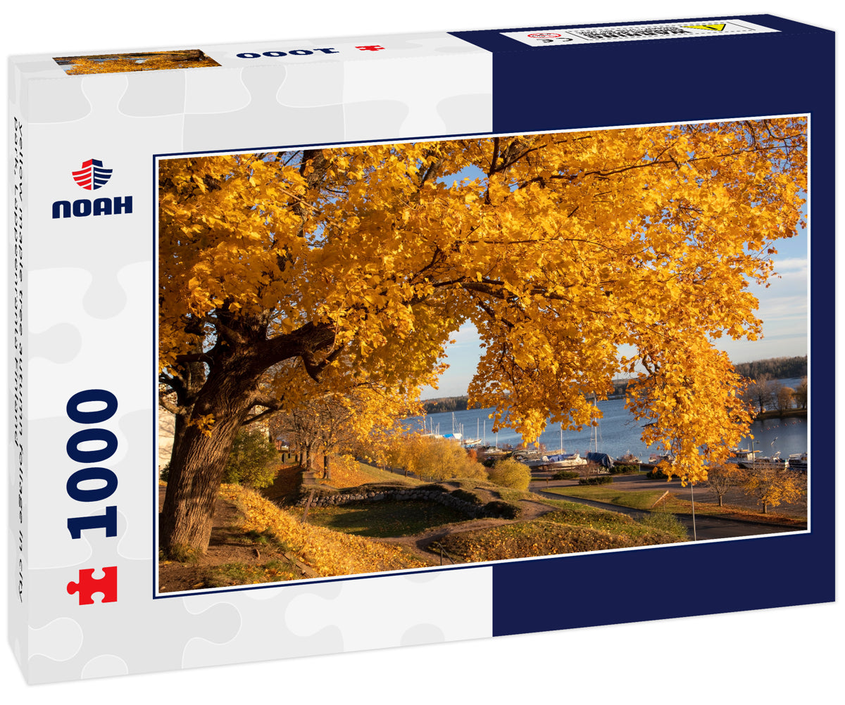 yellow maple tree autumn foliage in city park, Lappeenranta Finland