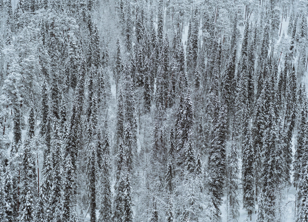 Scenic pine forest covered with snow at Oulanka National Park, Finland