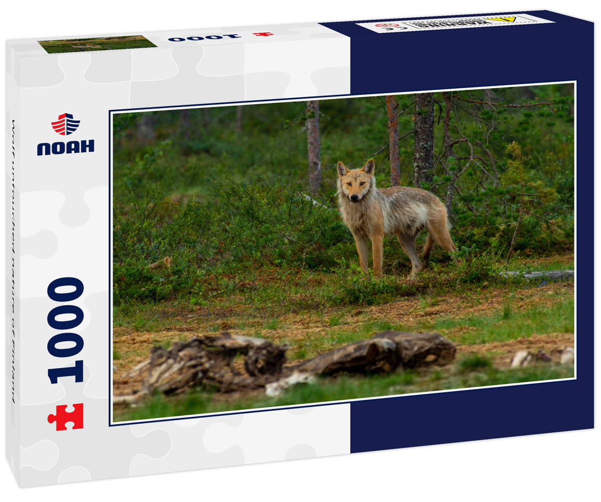 Wolf untouched nature of Finland