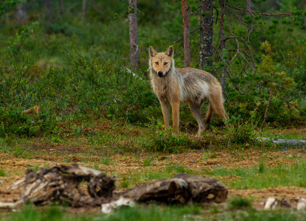 Wolf untouched nature of Finland