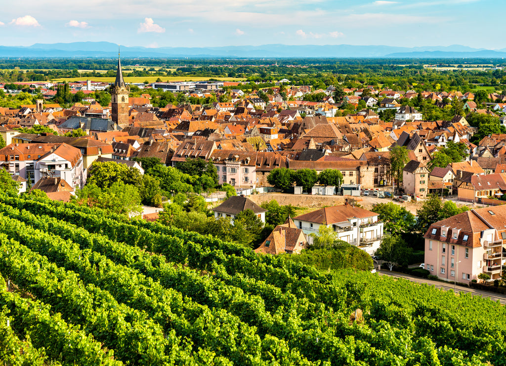 Town of Obernai with vineyards in Bas-Rhin, France