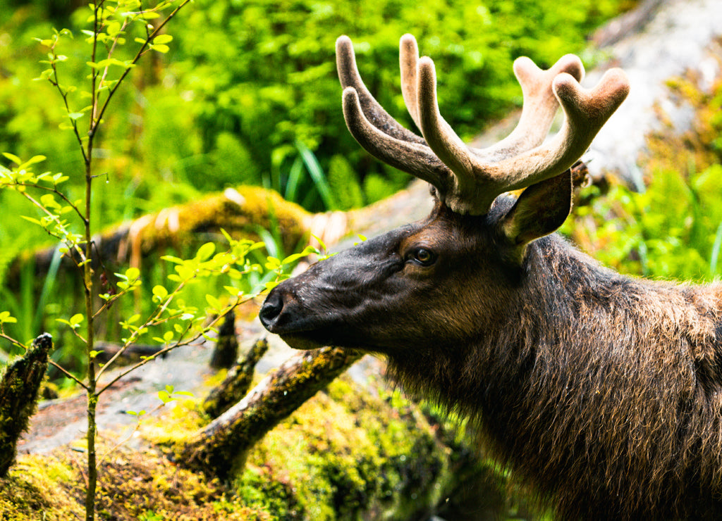 Hoh Rain Forest, Washington, United States of America, nature, landscape, background, wildlife, elk, tourism, Travel USA, North America, evergreen