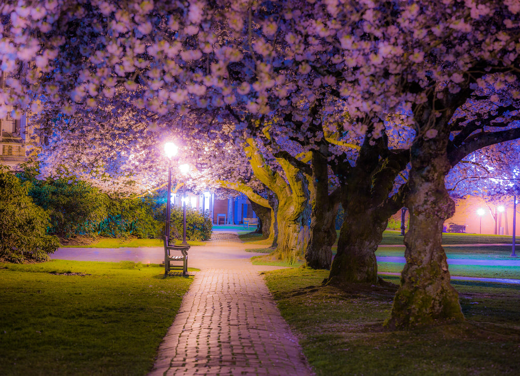 Beautiful pink trees. Cherry blossom, University of Washington, WA, USA