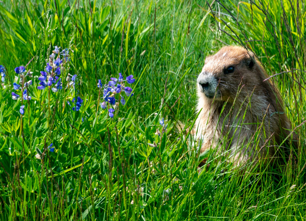 Marmot spotting in Hurricane Ridge in Olympic National Park, Washington