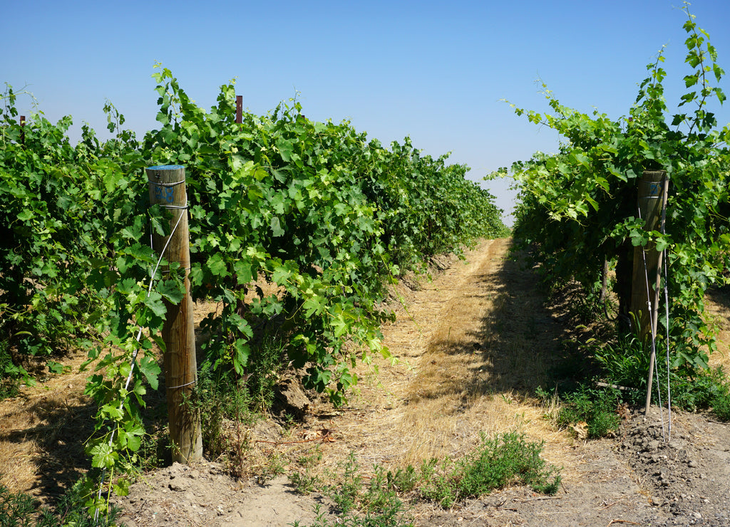 Vineyard grapes in Eastern Washington State