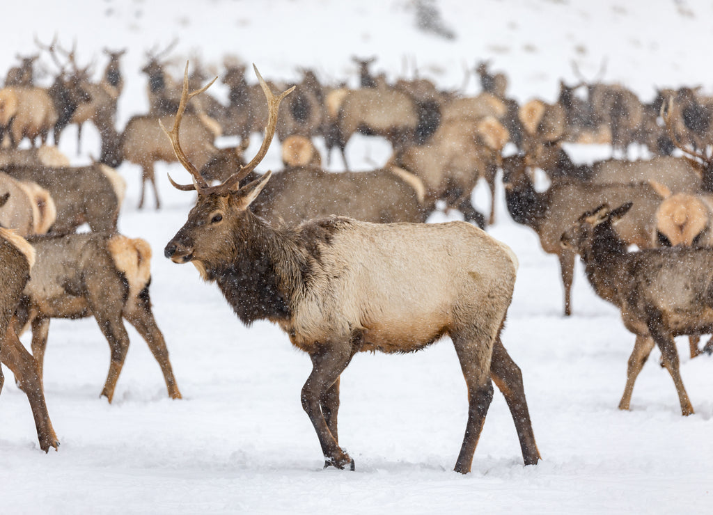 Elk gathering at the Oak Creek Wildlife Area Feeding Station in Naches, Washington