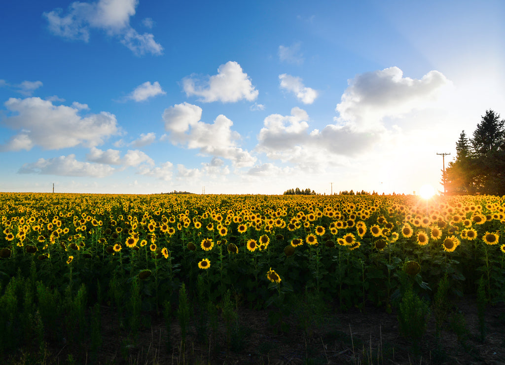 A large field of sunflowers in bloom next to a small farm house as the sun sets in the Inland Northwest area of Spokane Washington