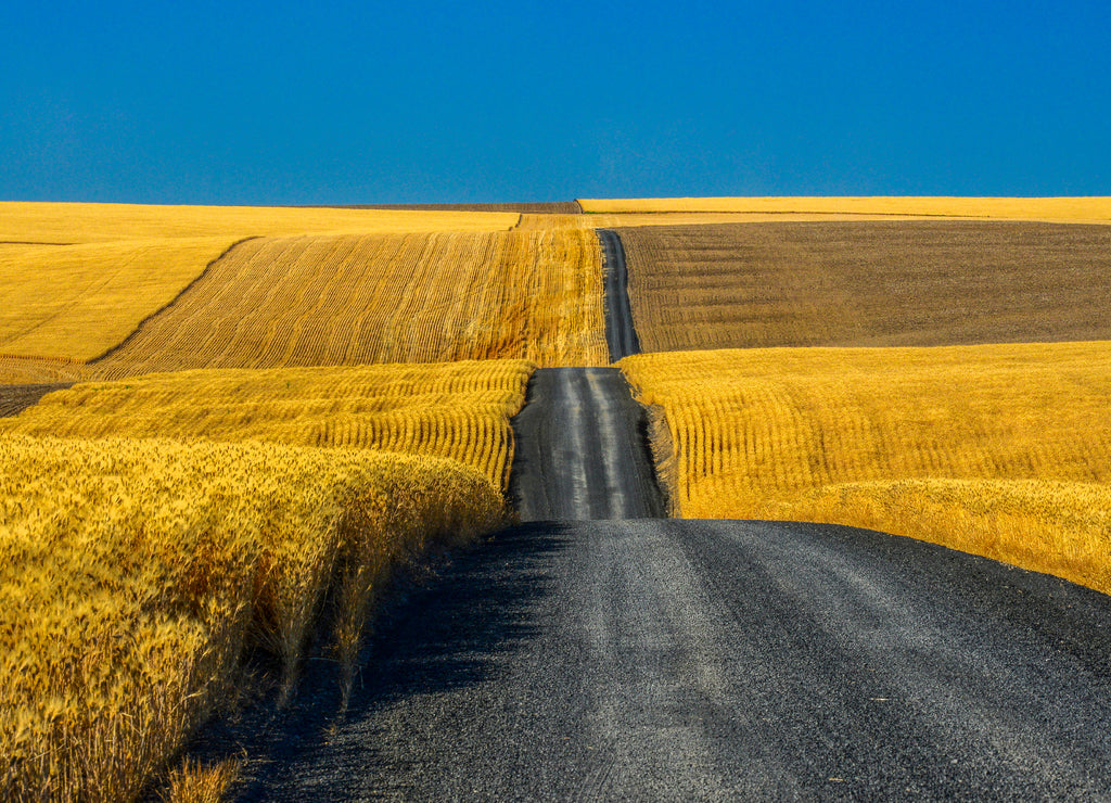 Gravel Road through Golden Wheat Fields in Eastern Washington