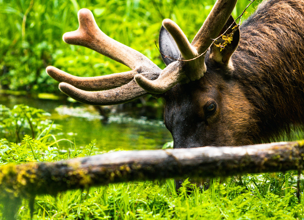 Hoh Rain Forest, Washington, United States of America, nature, landscape, background, wildlife, elk, tourism, Travel USA, North America, evergreen