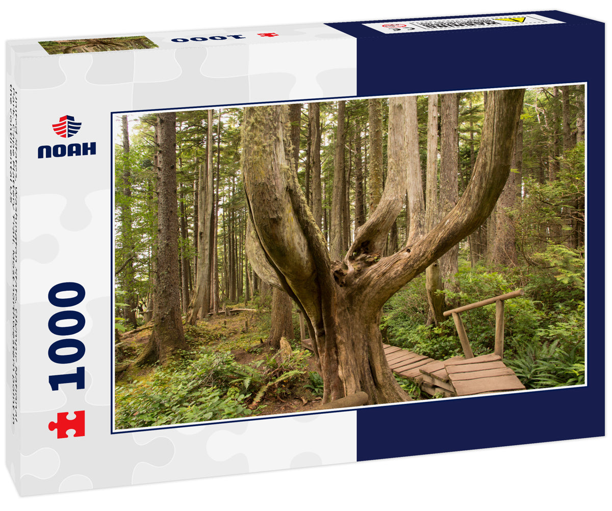 United States, Washington State, Olympic National Park. Cape Flattery Trail. Most northwestern point in the continental US