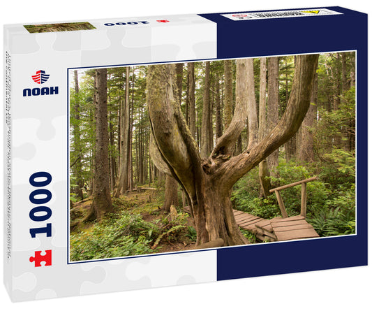 United States, Washington State, Olympic National Park. Cape Flattery Trail. Most northwestern point in the continental US