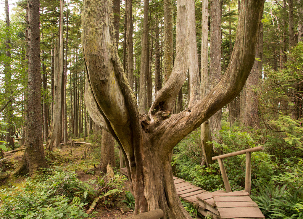 United States, Washington State, Olympic National Park. Cape Flattery Trail. Most northwestern point in the continental US