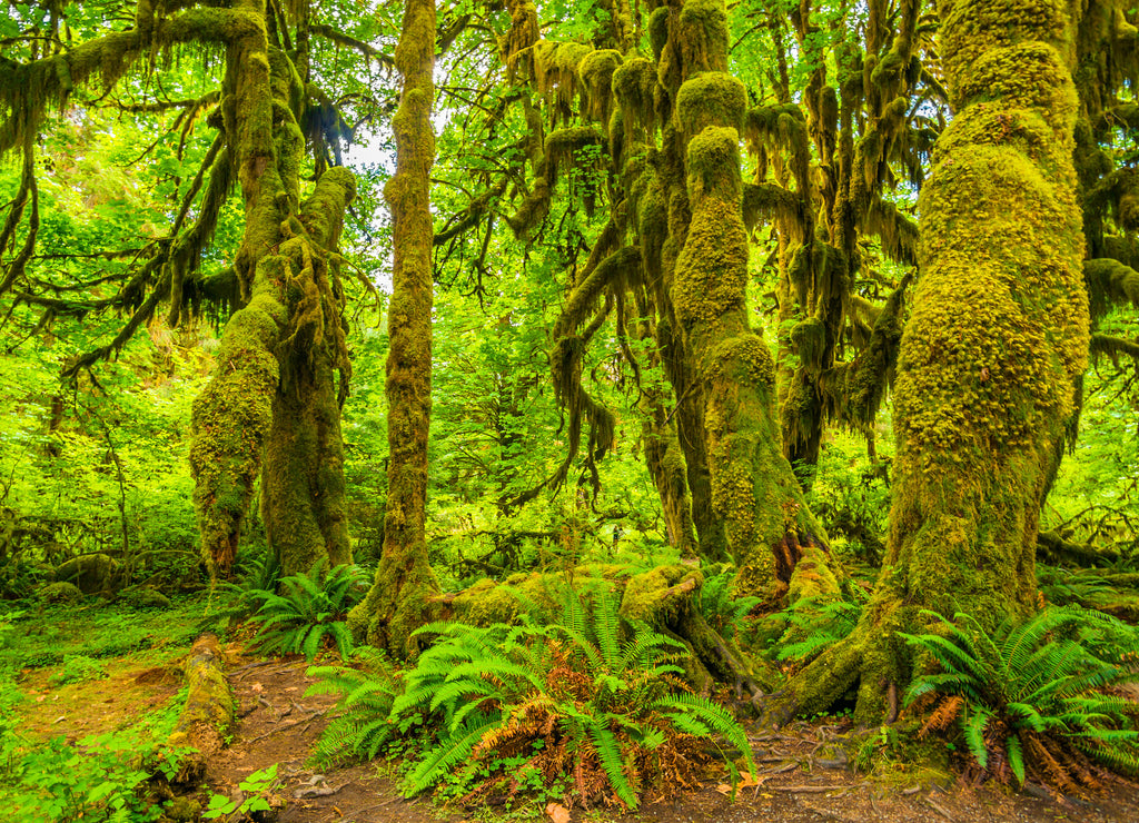 Hoh rain forest in Olympic national park, Washington