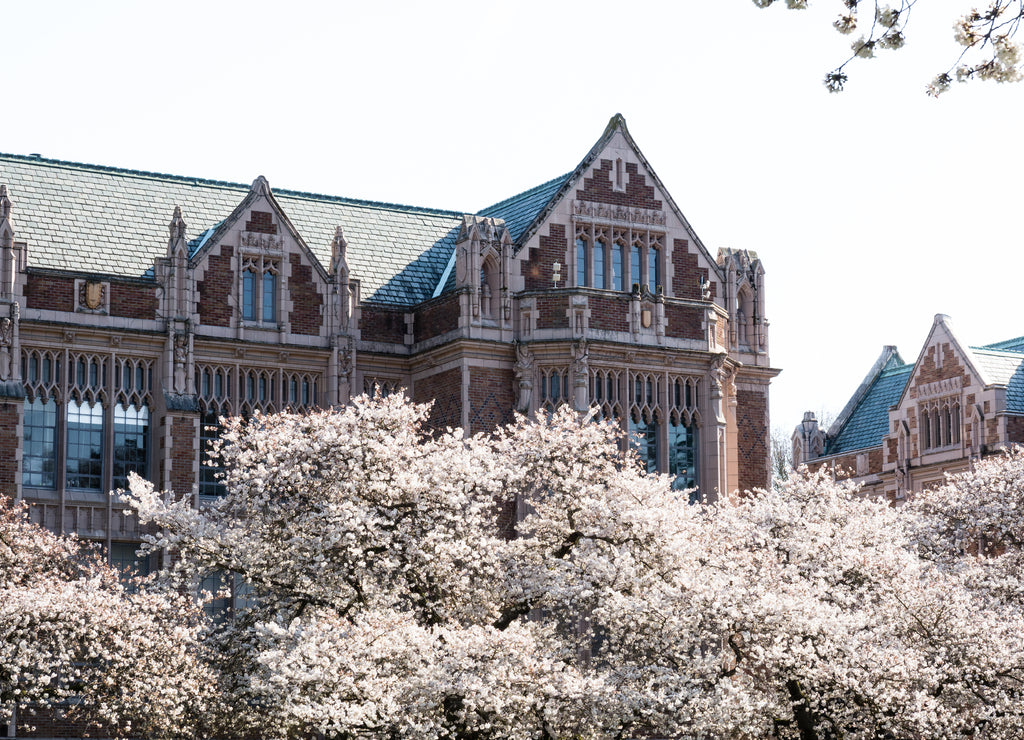 Cherry trees blossoming at university campus - Seattle, Washington, USA